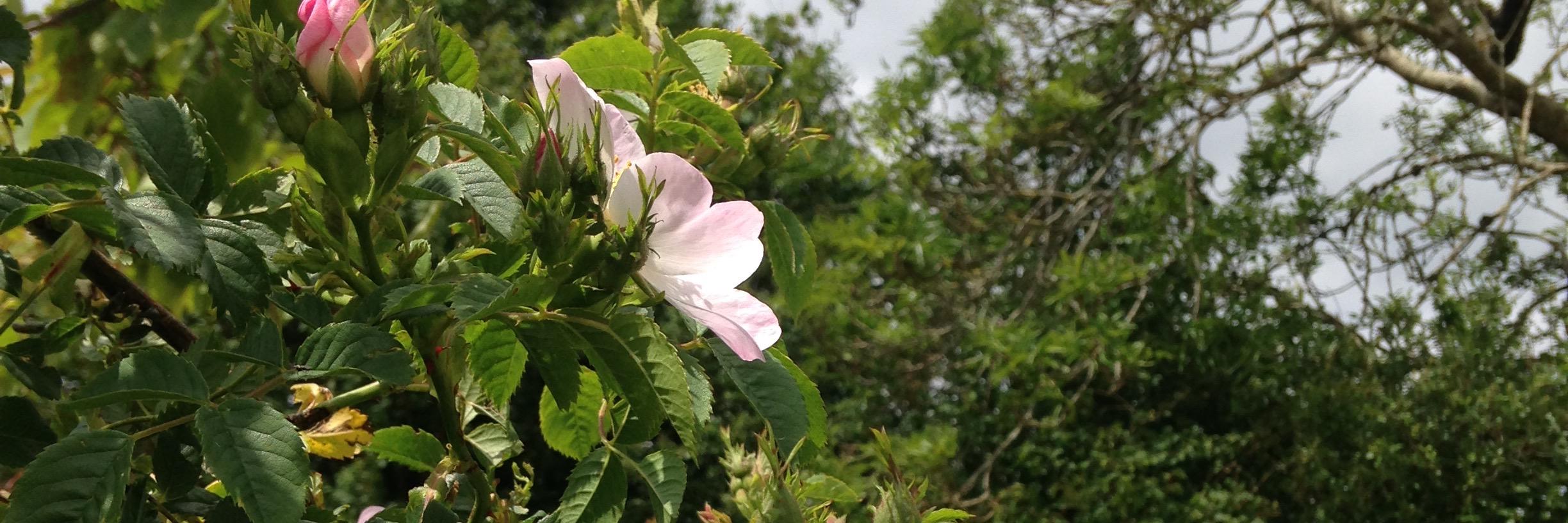 FloraGHardy's profile banner image