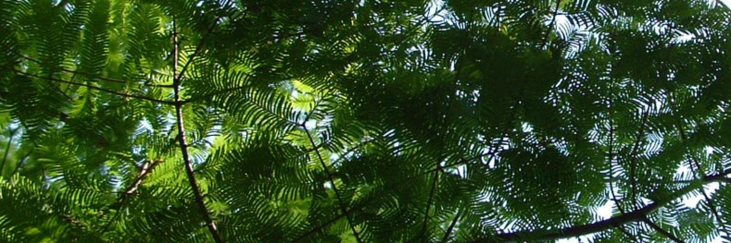 Ktoshea's profile banner image