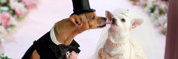 JezaBe1le Profile Banner