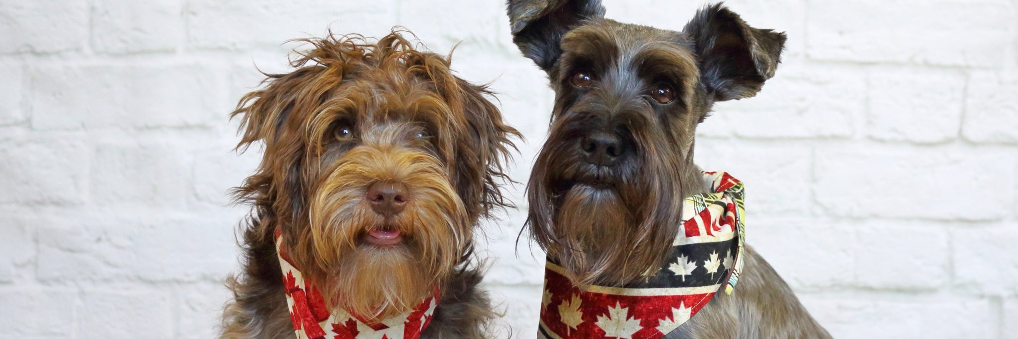 GibsonSchnauzer's profile banner image