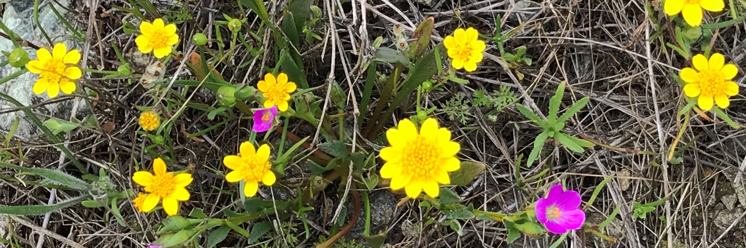 sfcityinsider banner