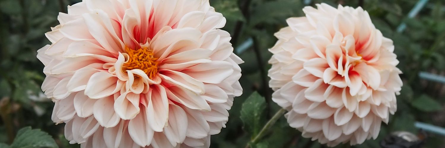 komamoto_i's profile banner image