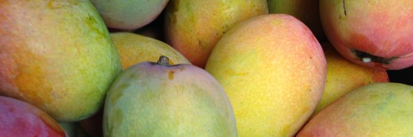 sflhort Profile Banner