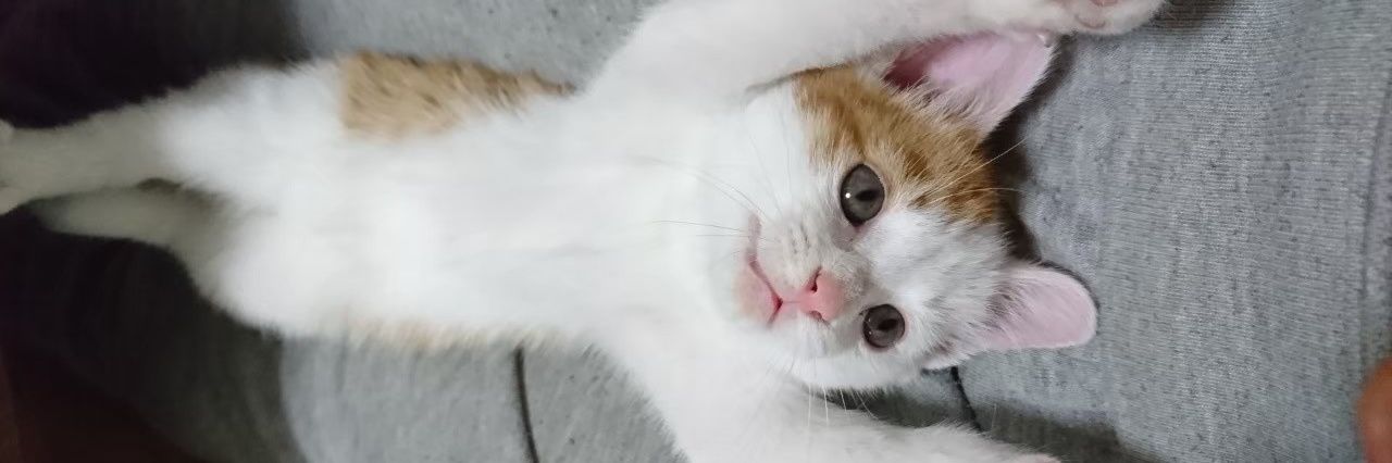 mt_kassu's profile banner image
