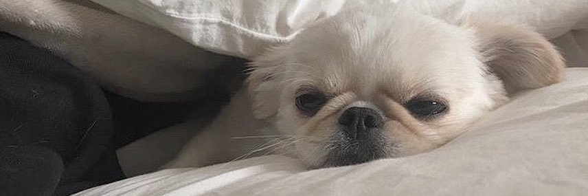 l0rinq's profile banner image