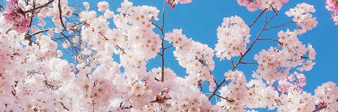 Suzanne Nuyen banner