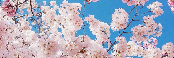 suzeroonie Profile Banner