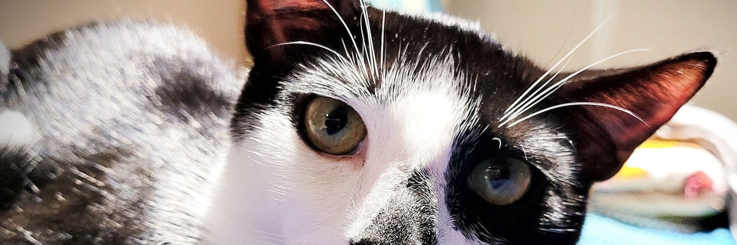 Rachel Lindman banner