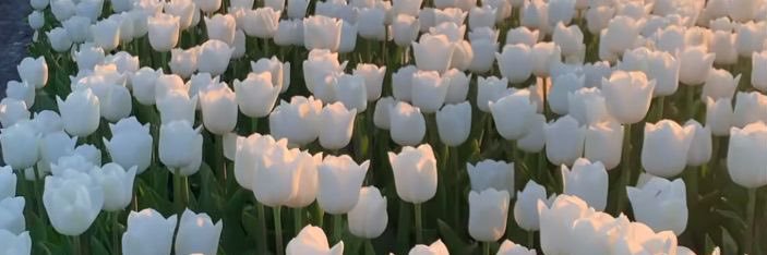 vanessa__ooo's profile banner image