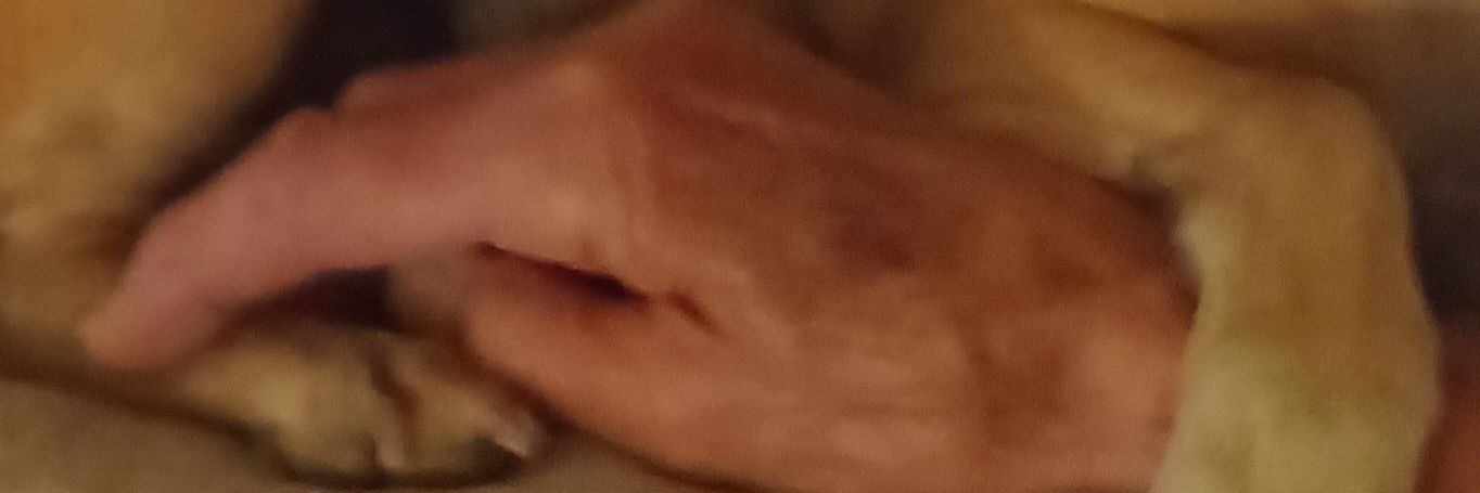 frogmarge's profile banner image