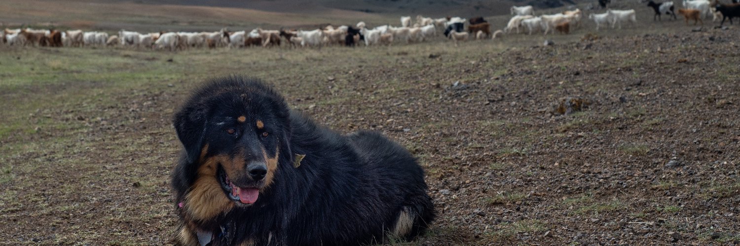 BankharDog's profile banner image