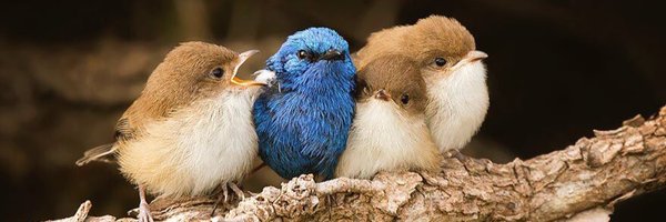 feelfully2 Profile Banner