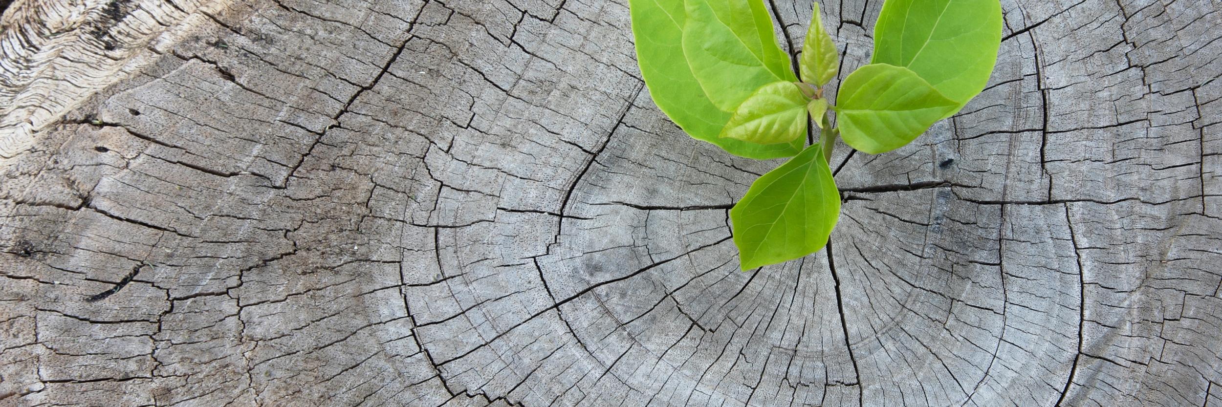 EDRR Network Ontario banner