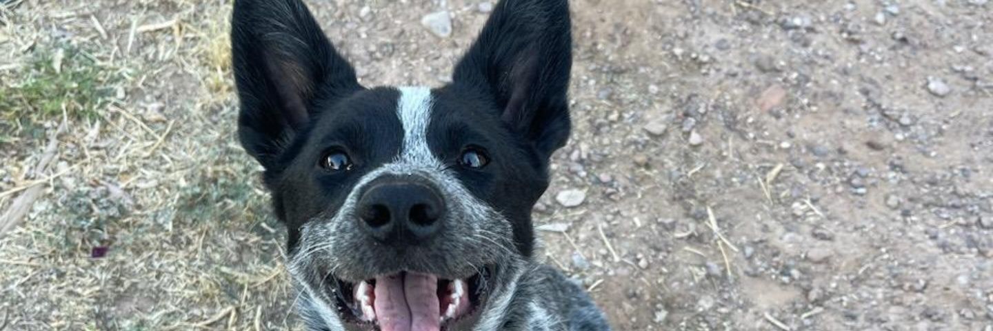 Natedog🤟🏻 banner