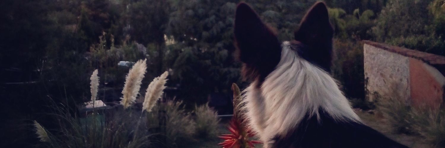 leolc53's profile banner image