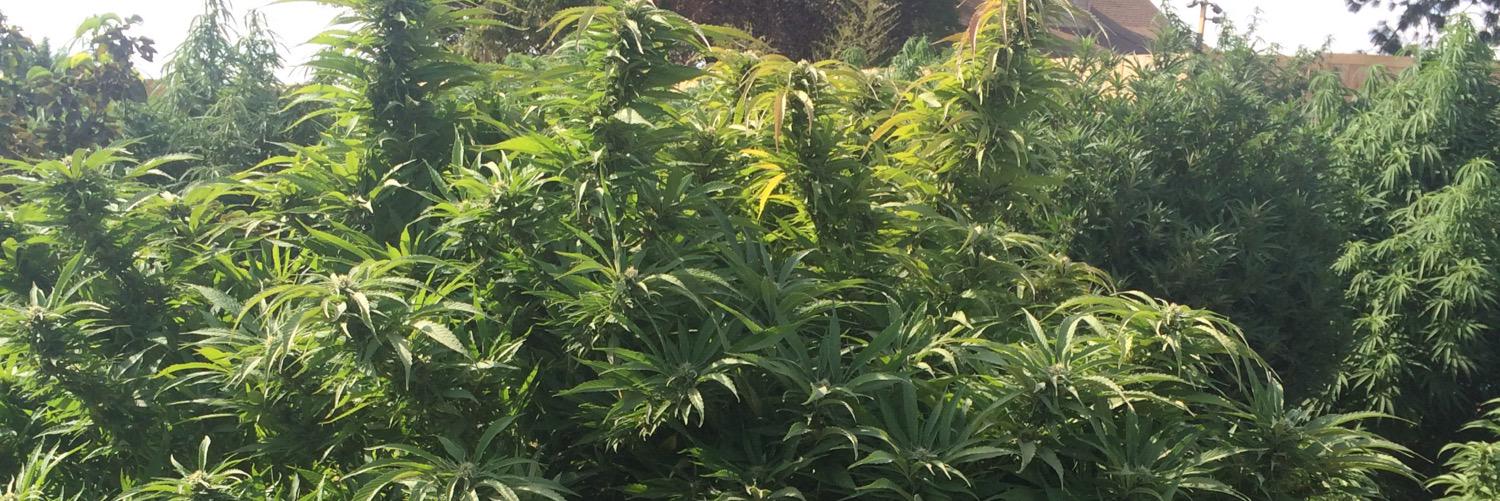 ToppValleyGrow's profile banner image