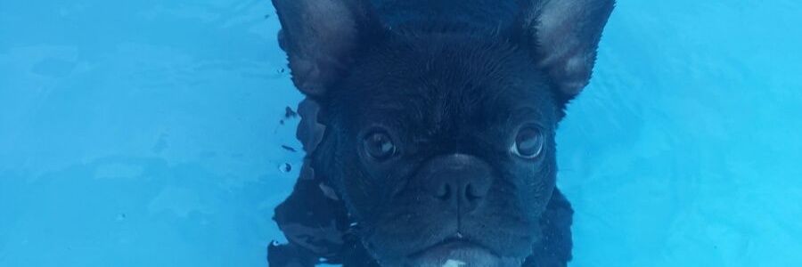 MorePastori's profile banner image