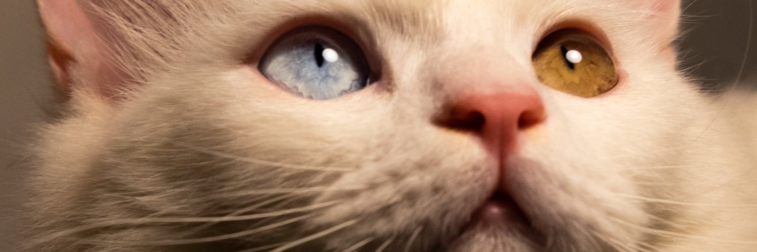 AromIsAbsent's profile banner image