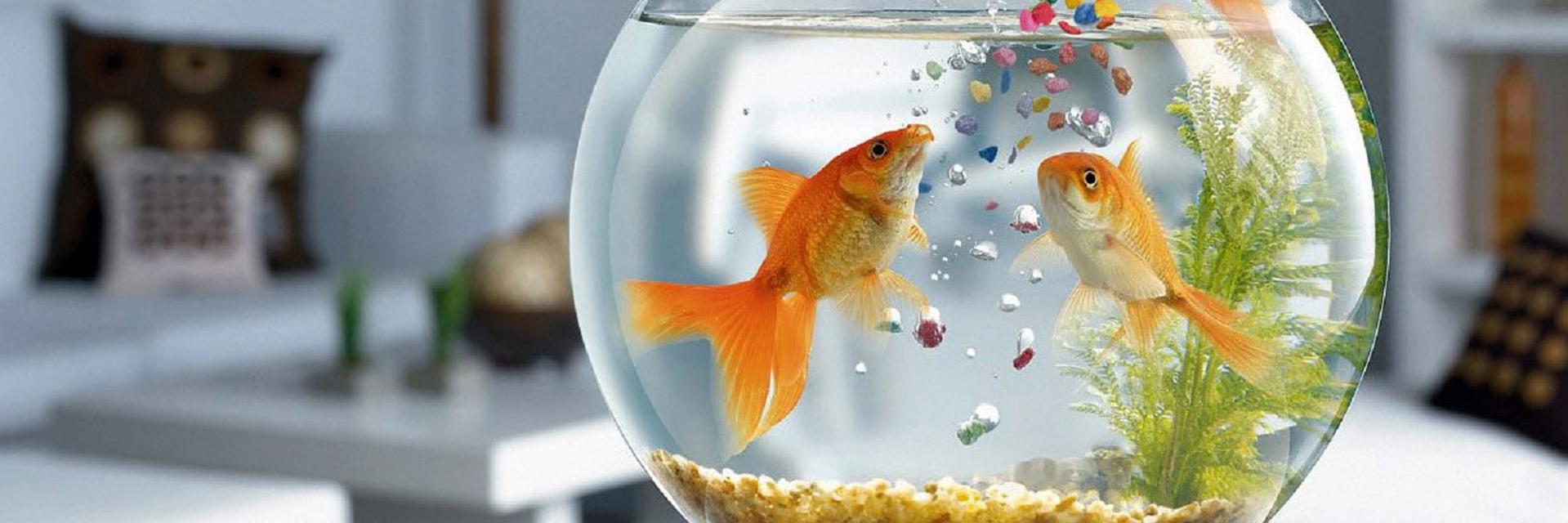 vuvantuan1306 (❖,❖) banner