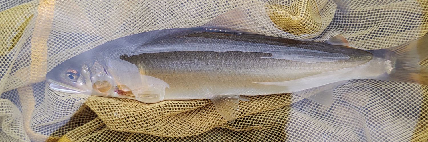 mi_fishing's profile banner image