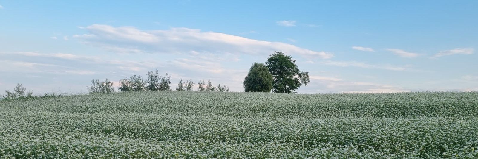 Daniele Cavallotti banner