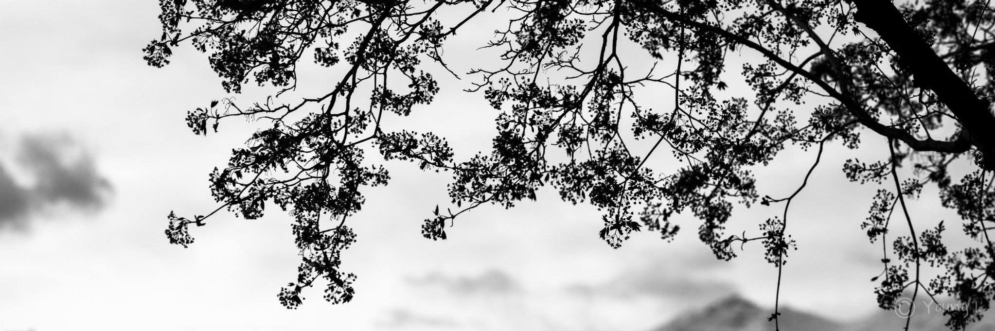 Limpanasriphong's profile banner image