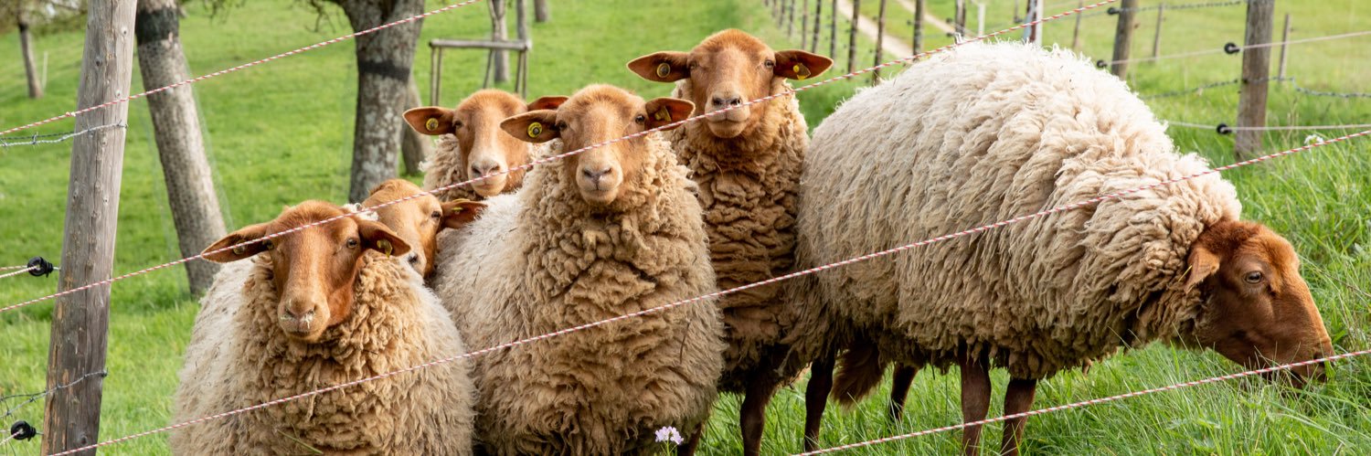 Andreas Steier banner