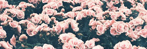 deandini_n's profile banner image