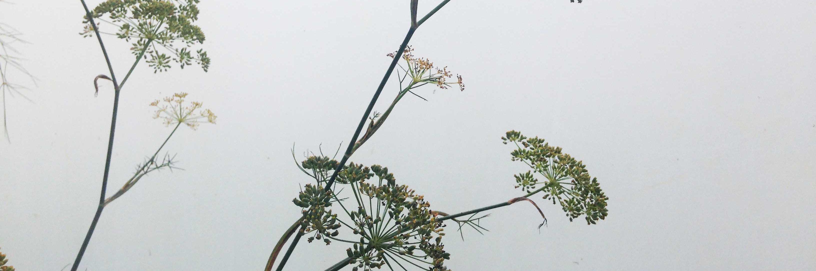 SoilConvivials's profile banner image