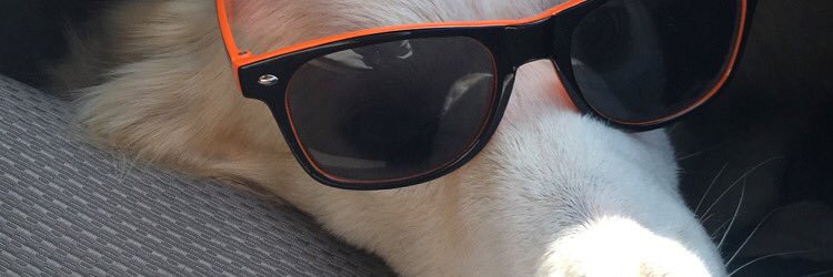 Kayyleighrenee's profile banner image