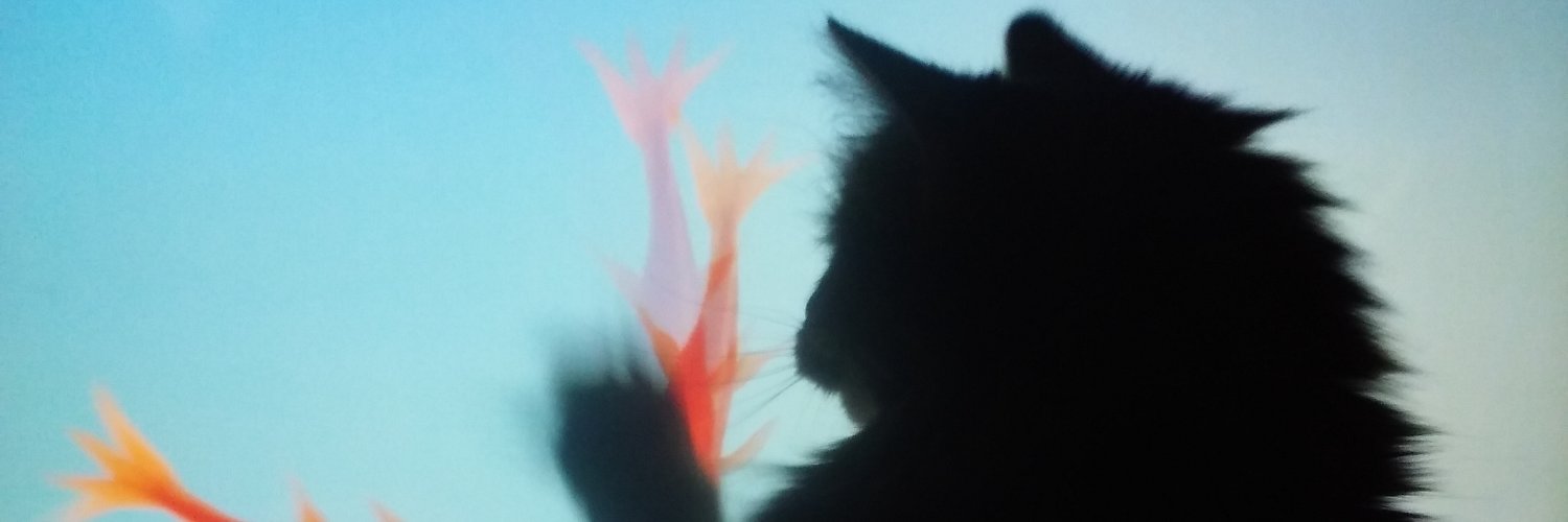 Donut 🇺🇲 banner