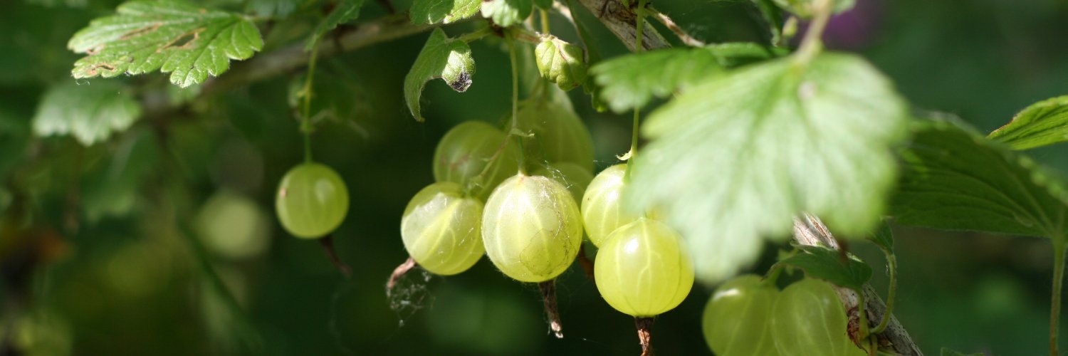 Gustavo MacIntosh banner