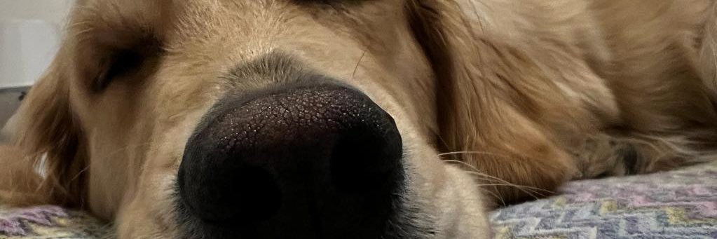 FrancescaYRGe's profile banner image