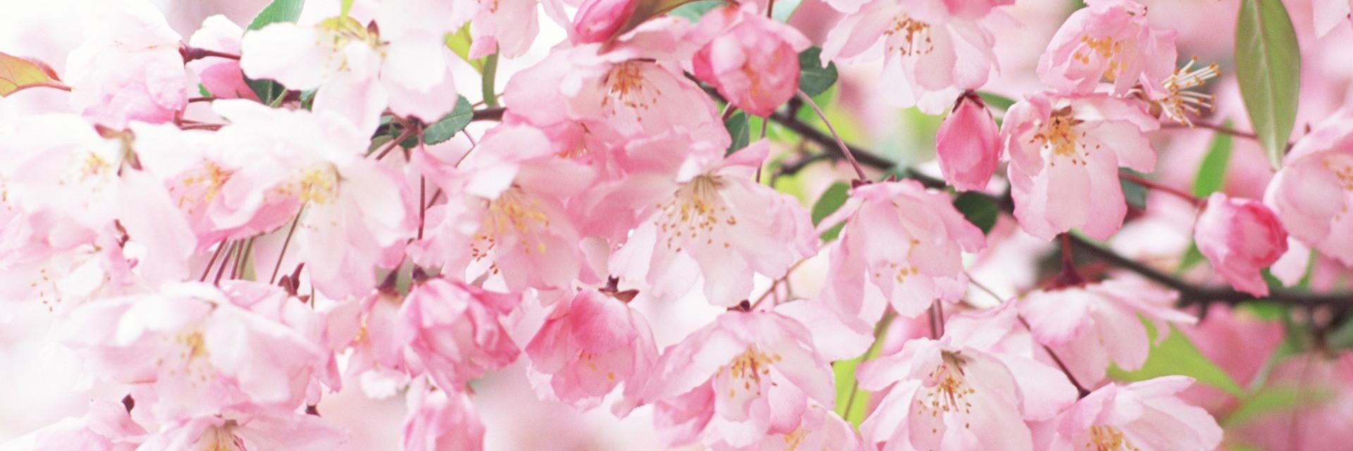chindy088's profile banner image