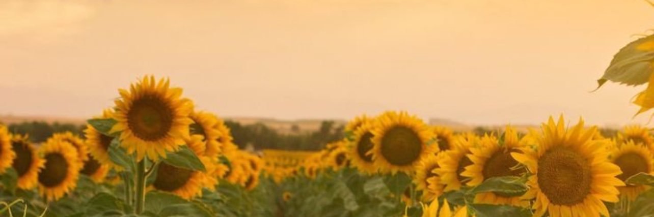 alergiasmohar's profile banner image