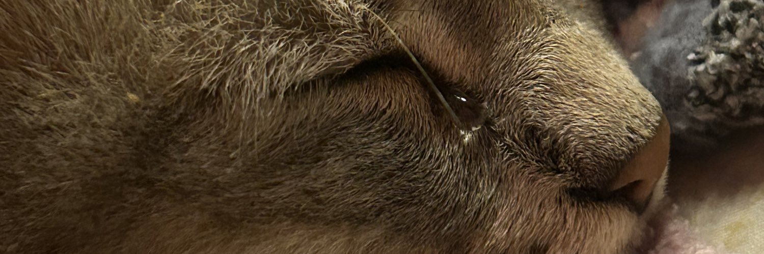 asteroide3_33's profile banner image
