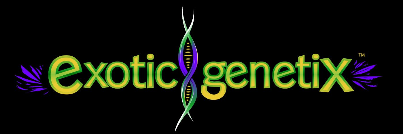exoticgenetix's profile banner image