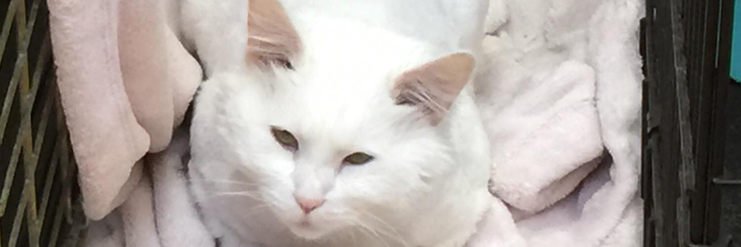 LennyTheCatBoss's profile banner image