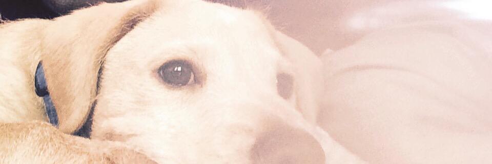 Noobz banner
