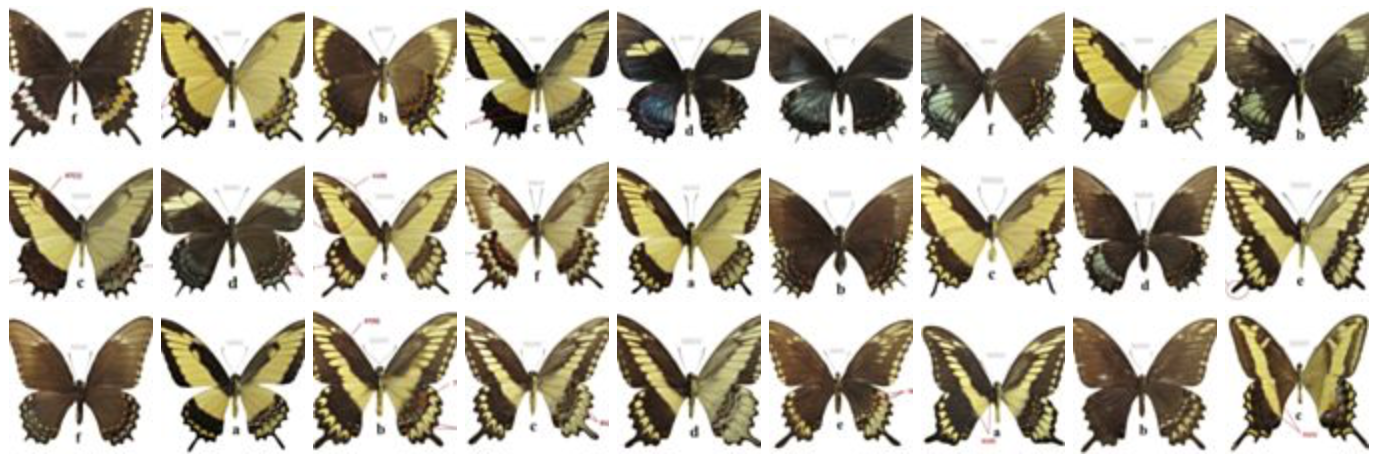 MorphoBank @morphobank@ecoevo.social banner