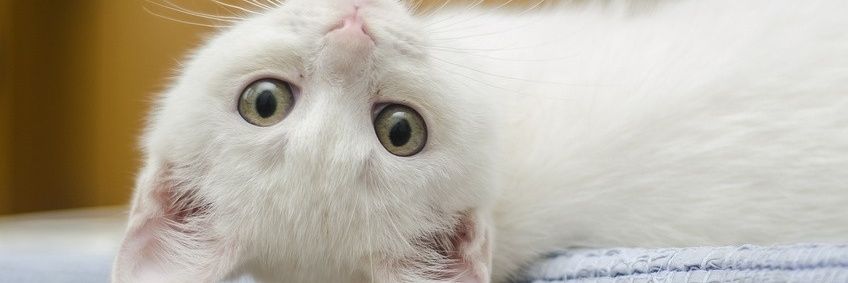 websterscat's profile banner image