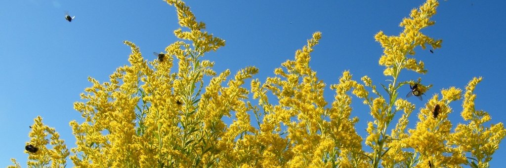 MadameMichu #TAEM banner