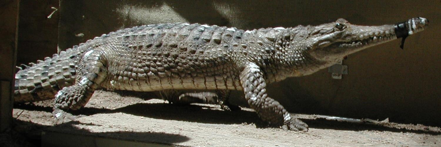 Professor John R. Hutchinson (JohnRHutchinson) / Twitter