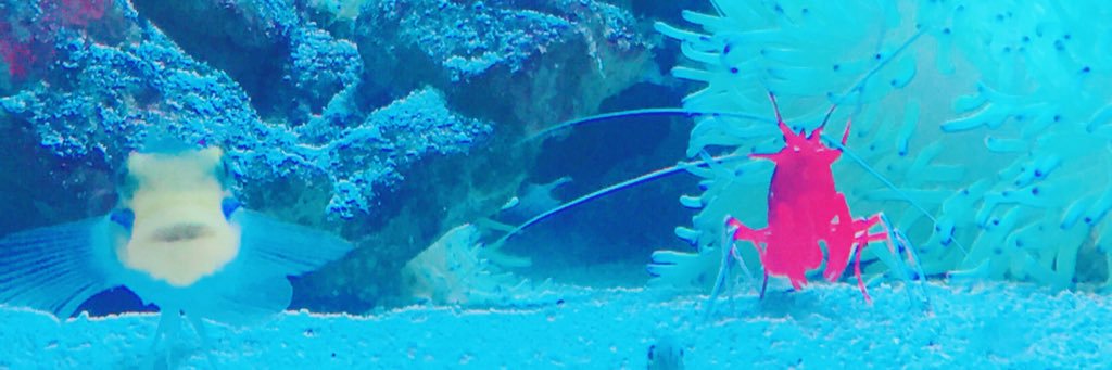 sasukeaporo's profile banner image