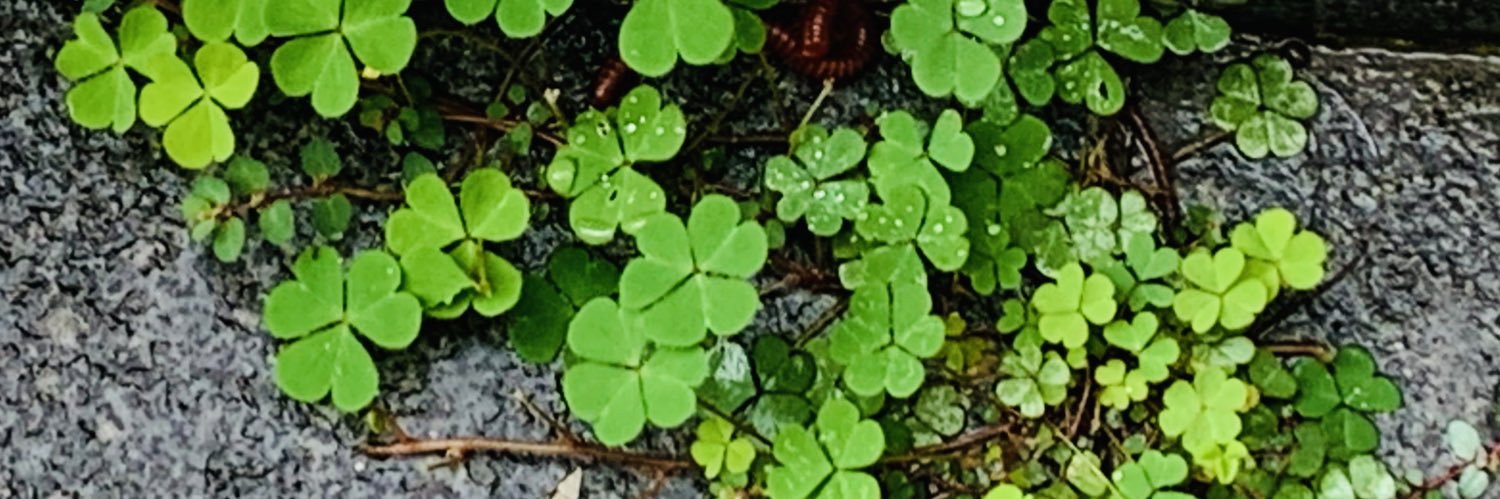 header image