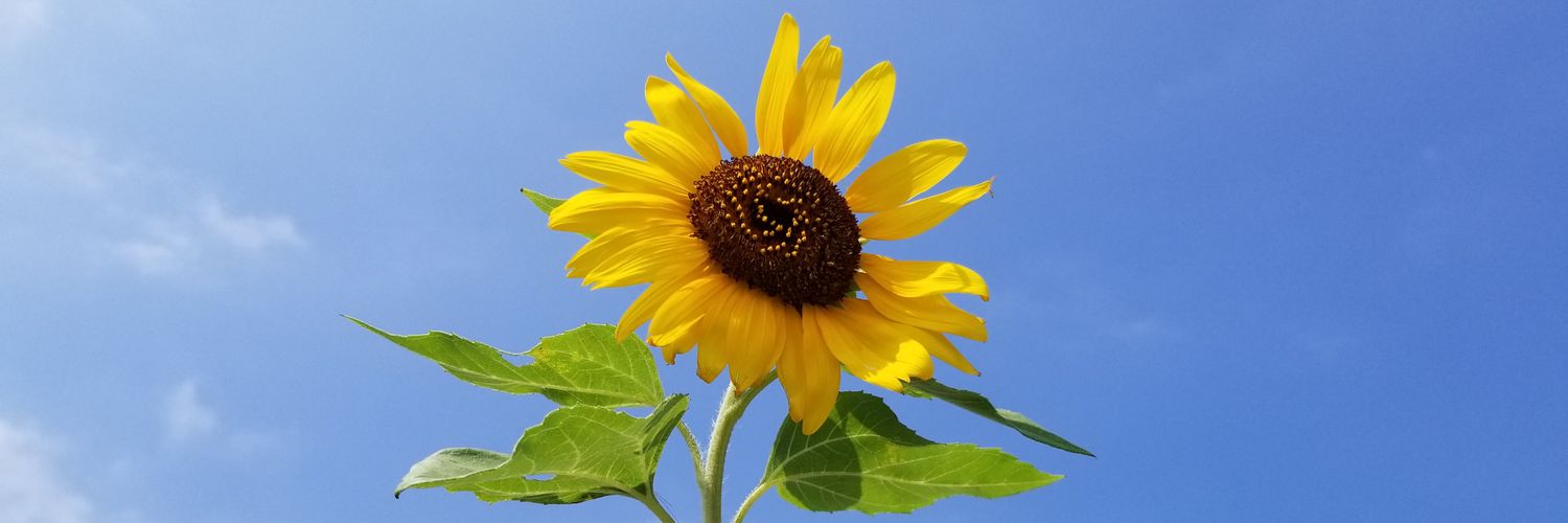 megchop2's profile banner image