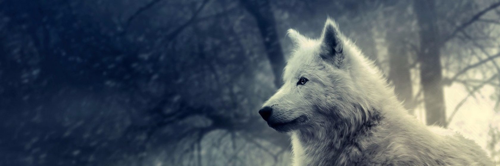 ♑🐺 В̳о̳л̳к̳ ̳-̳ ̳К̳а̳с̳к̳ы̳р̳ banner