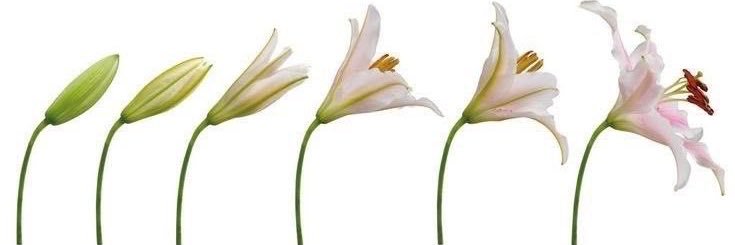 co banner