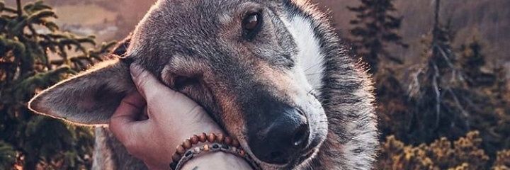 zahhraam's profile banner image