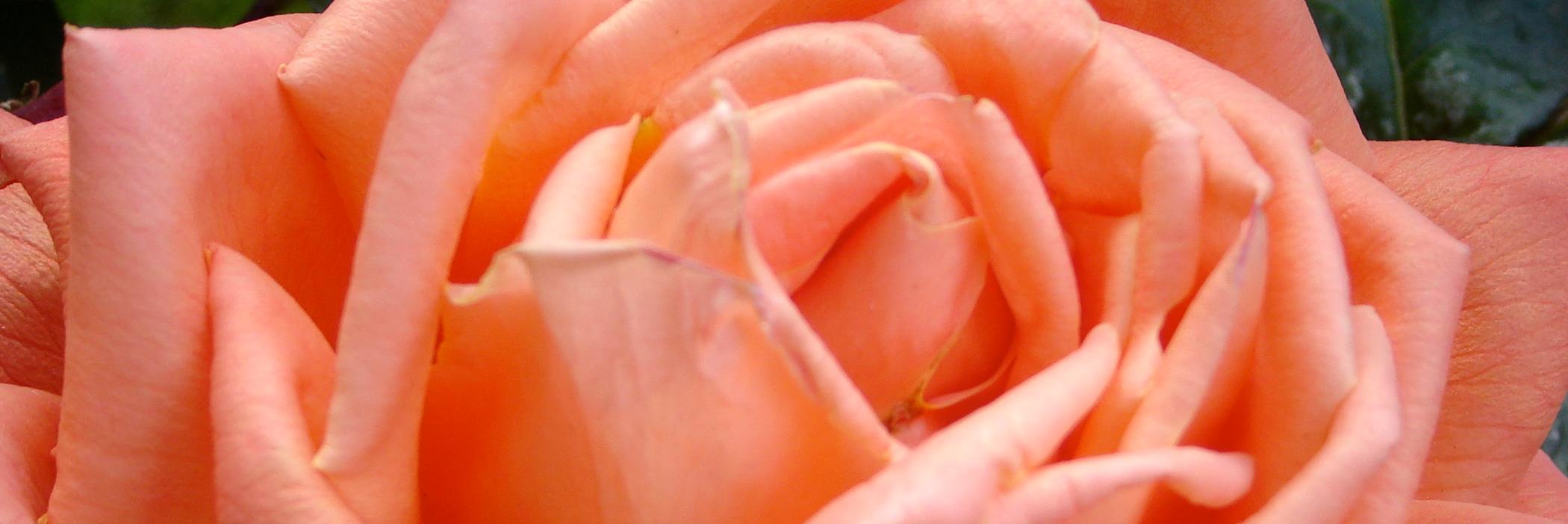 shopdibwa's profile banner image